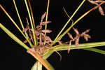 Fourangle flatsedge